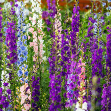 Larkspur 'Imperial Strain Mix'
