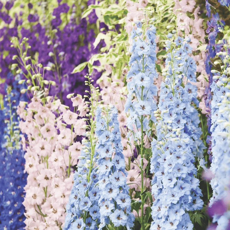 Delphinium 'Magic Fountains Mixed'