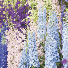Delphinium 'Magic Fountains Mixed'