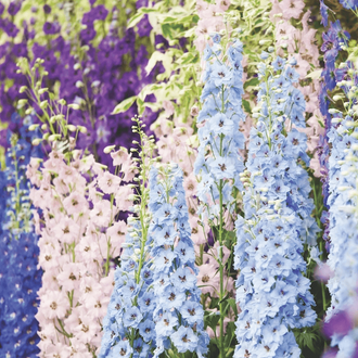 De longs épis de petites fleurs bleu clair, blanches, roses et violettes se dressent en groupes serrés. Les fleurs sont superposées le long des tiges, avec des pointes plus étroites vers le haut. Quelques parties centrales claires apparaissent entre les pétales. Le feuillage vert occupe les intervalles et la partie inférieure de la composition.