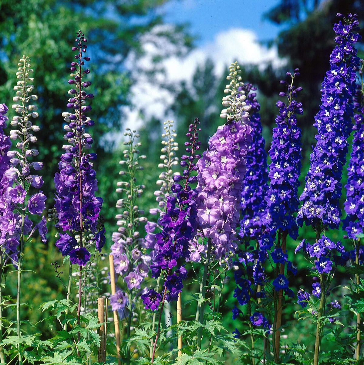Delphinium 'Pacific Giants