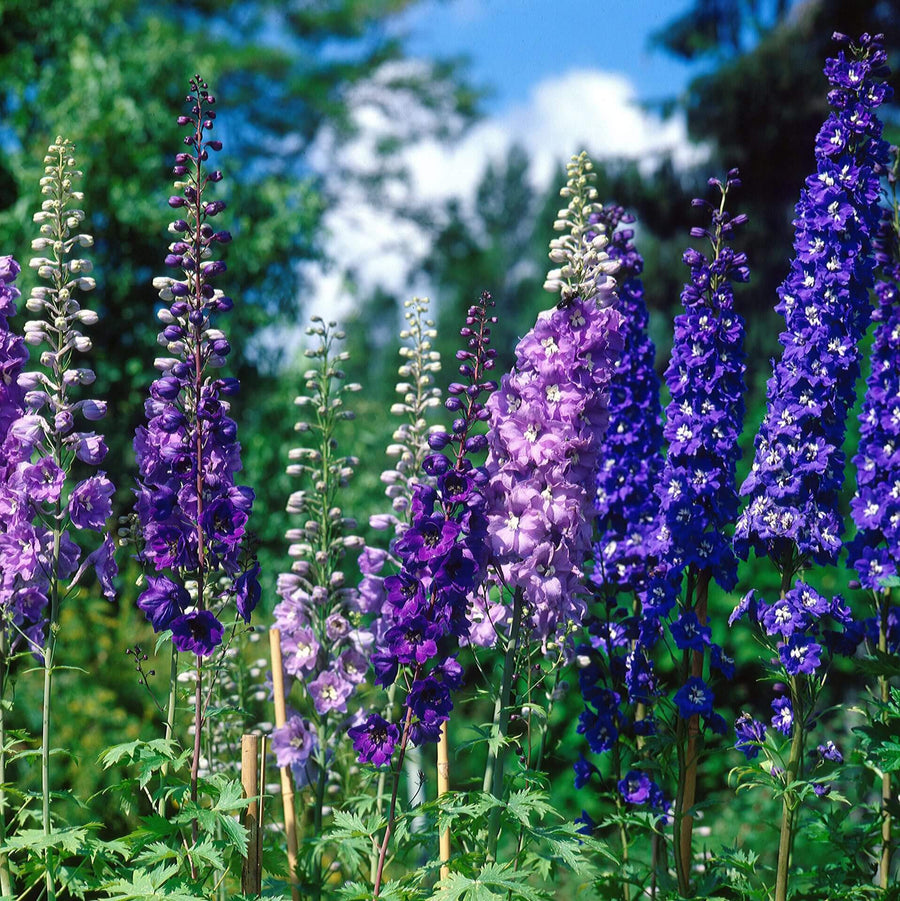 Delphinium 'Pacific Giants