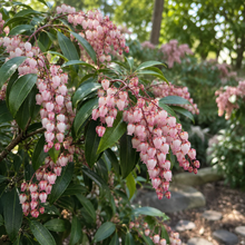 Pieris japonica 'Glowing Hearts'