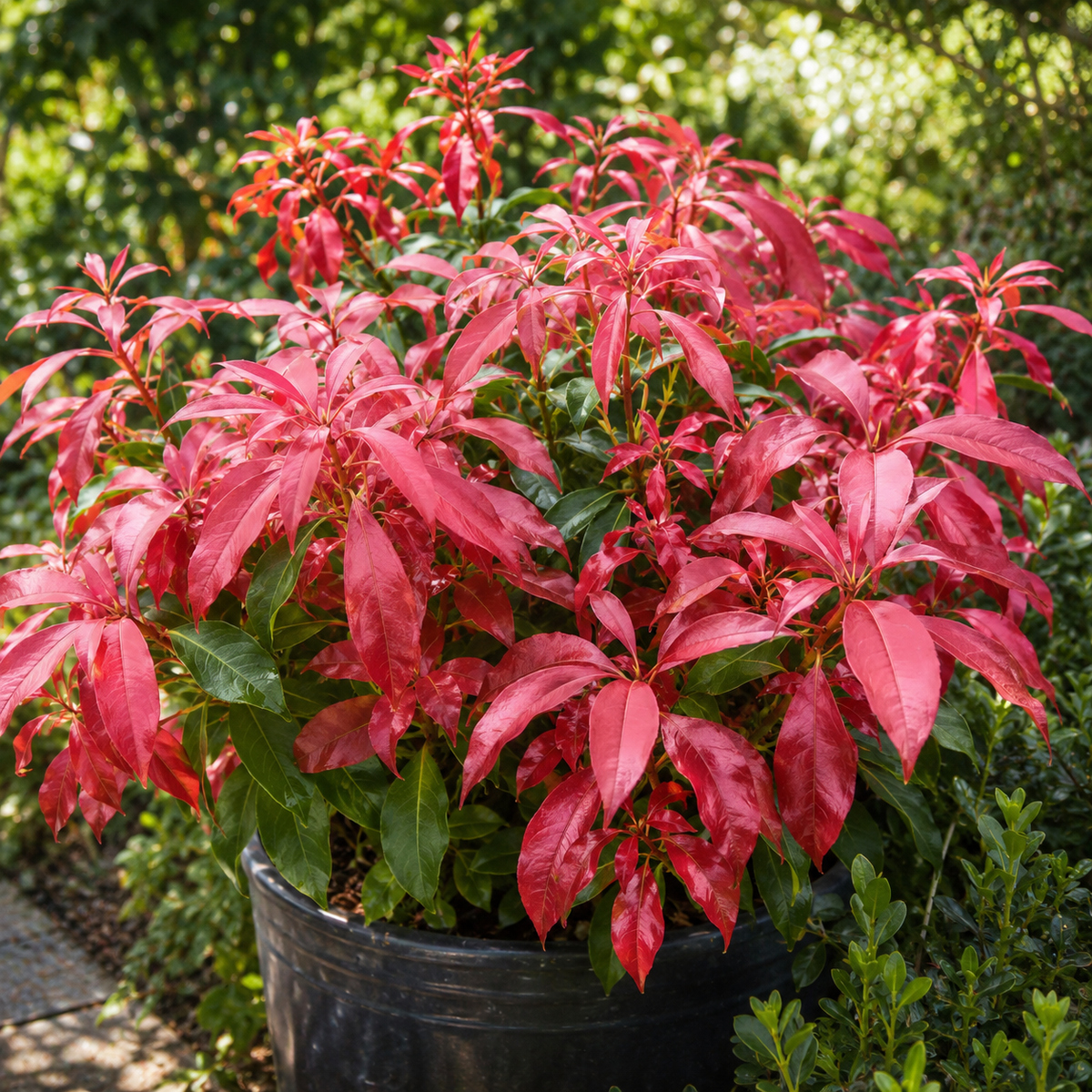 Pieris japonica 'Glowing Hearts'