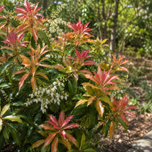 Pieris japonica 'Scarlet O'Hara'