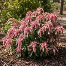 Pieris japonica 'Valley Rose'
