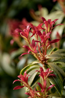 Pieris japonica 'Flaming Silver'