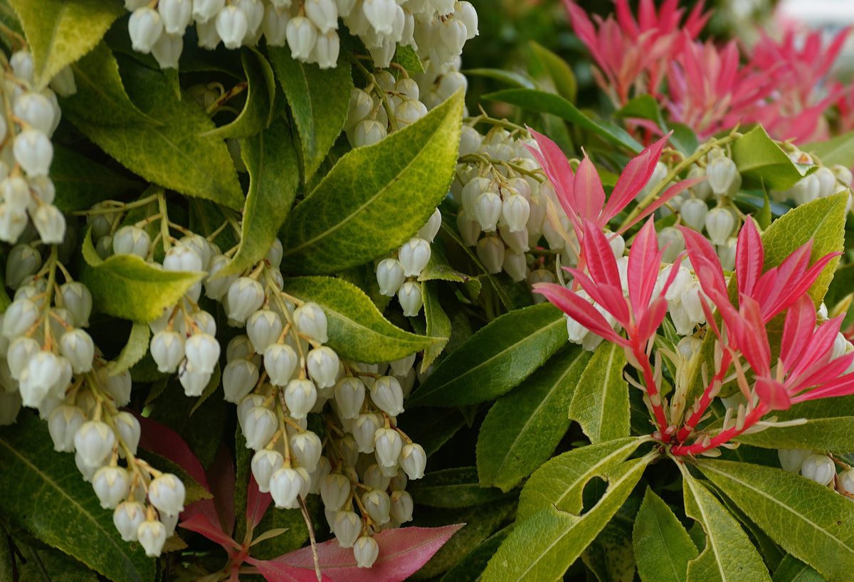 Pieris japonica 'Forest Flame'