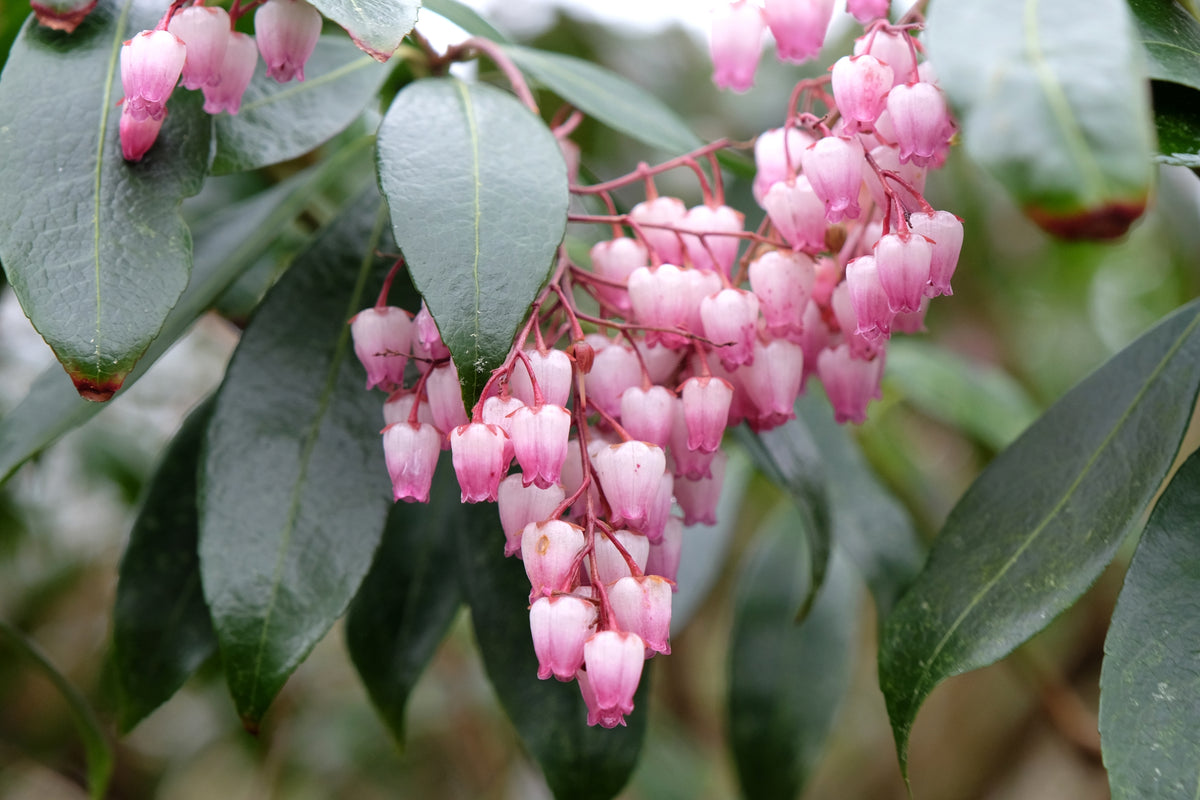 Pieris japonica 'Katsura'