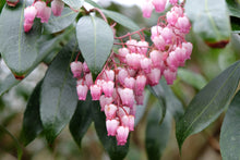 Pieris japonica 'Katsura'