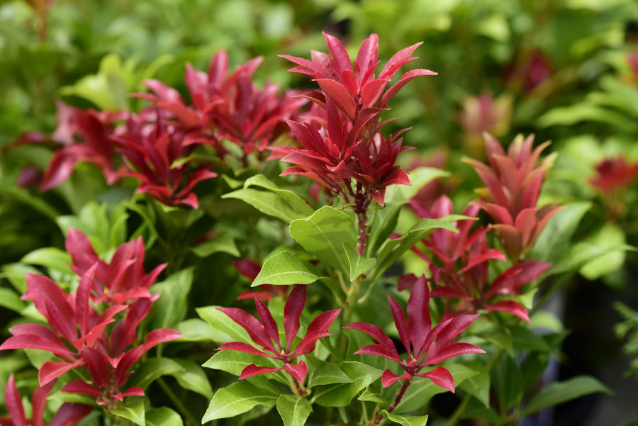 Andromède du Japon ‘Mountain Fire’ (Pieris japonica)