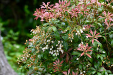 Pieris japonica 'Prelude'