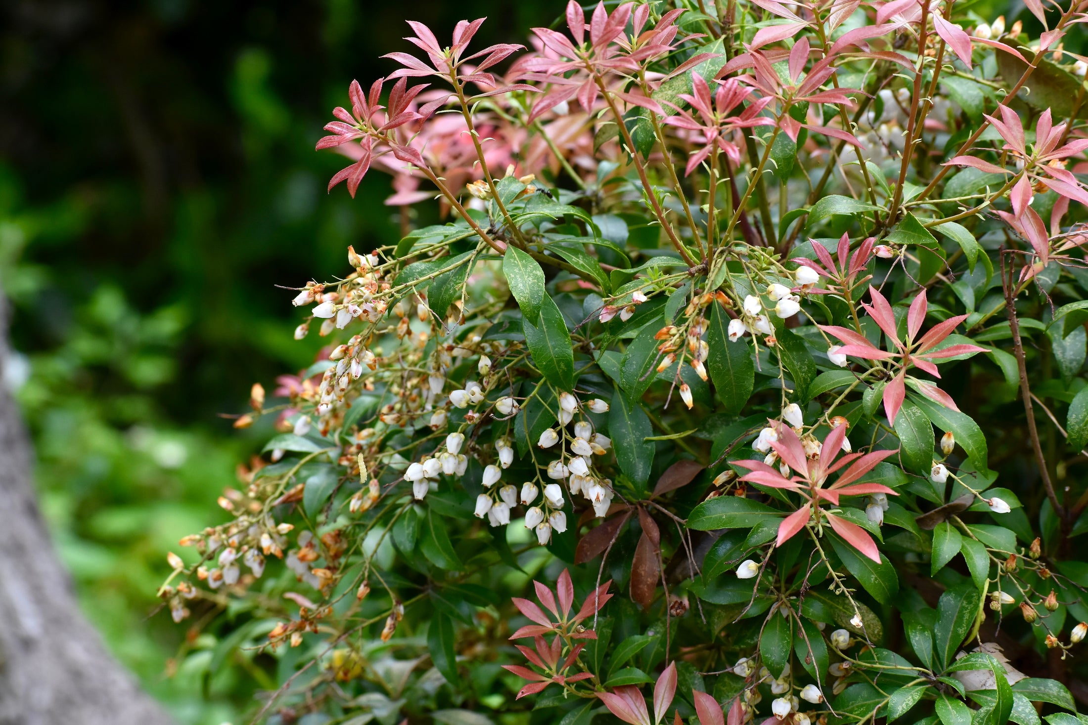 Pieris japonica 'Prelude'