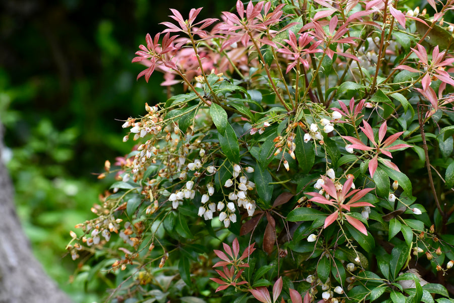 Andromède du Japon ‘Prelude’ (Pieris japonica)