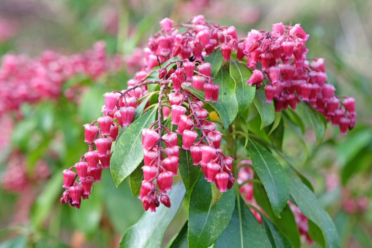 Pieris japonica 'Valley Valentine'