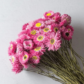 Organic 'Pierrot Red' Helipterum Seeds by Gaia, product image prepared for Canadian gardeners.