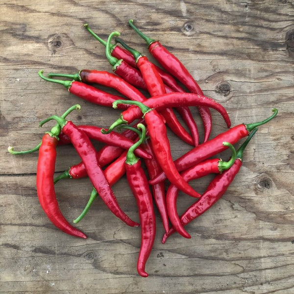 Organic 'Cayenne Ring of Fire' hot pepper