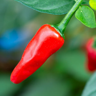 Photo de Piment fort 'Apache' F1 Patio. La couleur caractéristique est : vert/ rouge. Les fruits présentent cette forme : long et étroit. Le visuel permet d'observer les contours, les teintes et la disposition des éléments présentés. Les détails de forme et les contrastes donnent un aperçu de l'apparence de cette plante ou de sa récolte.