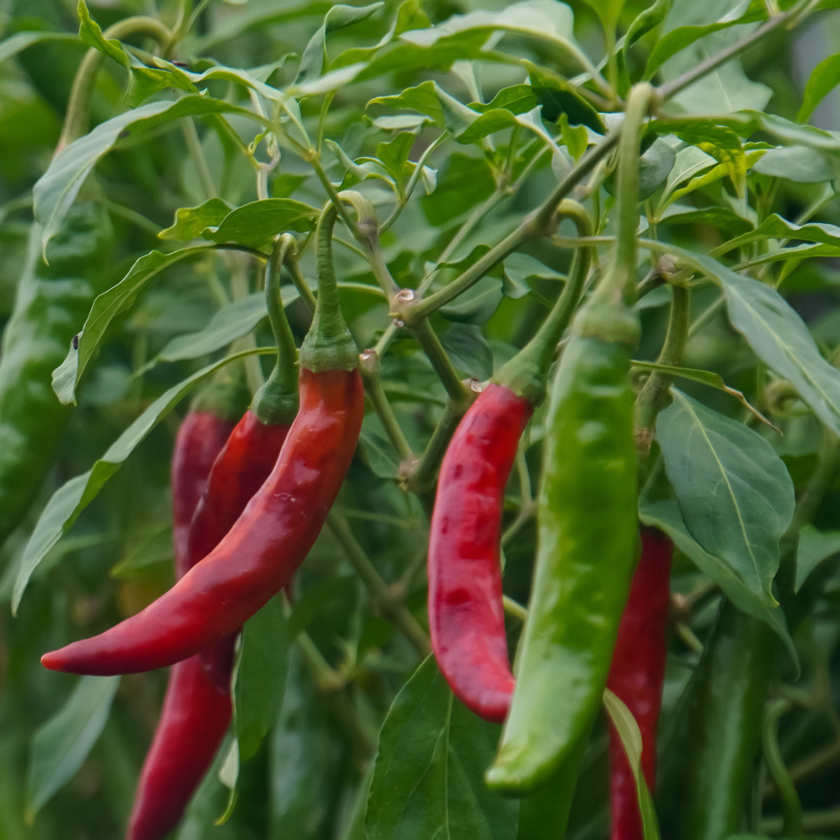 Photo de Piment fort 'Arapaho' F1. La couleur caractéristique est : vert pâle. Les fruits présentent cette forme : long et étroit. Le visuel permet d'observer les contours, les teintes et la disposition des éléments présentés. Les détails de forme et les contrastes donnent un aperçu de l'apparence de cette plante ou de sa récolte.