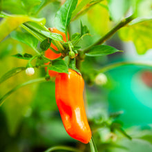 Piment fort 'Jalapeño' orange bio