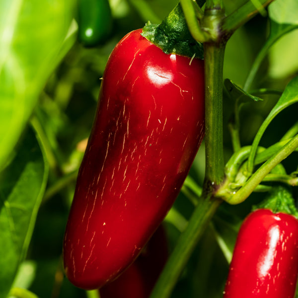 Organic red 'Jalapeno' hot pepper