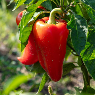 selection of approximately 10 organic 'Paprika' pepper seeds showing a plant bearing red fruit suited to drying. The image helps identify this heirloom, open-pollinated Capsicum annuum for making homemade flakes and paprika powder in warm Canadian gardens, greenhouses, and containers. The red harvest is presented as a practical choice for careful home drying and clearly labelled culinary preparation.