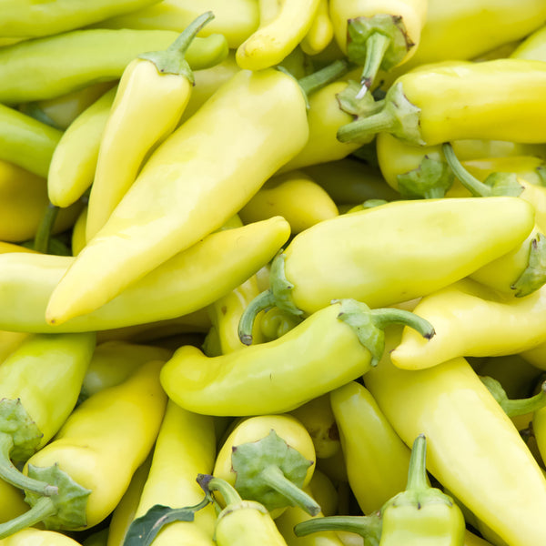 Hot Pepper 'Hungarian Yellow Wax'