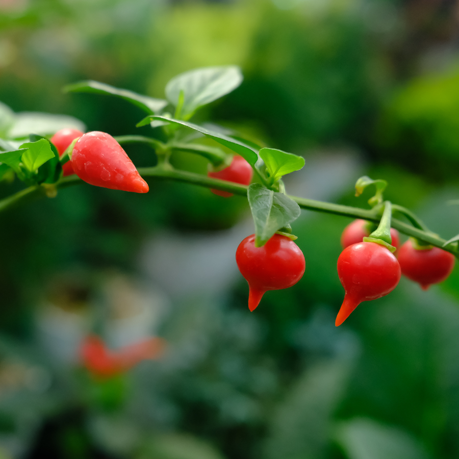 Iracema Biquinho Pepper