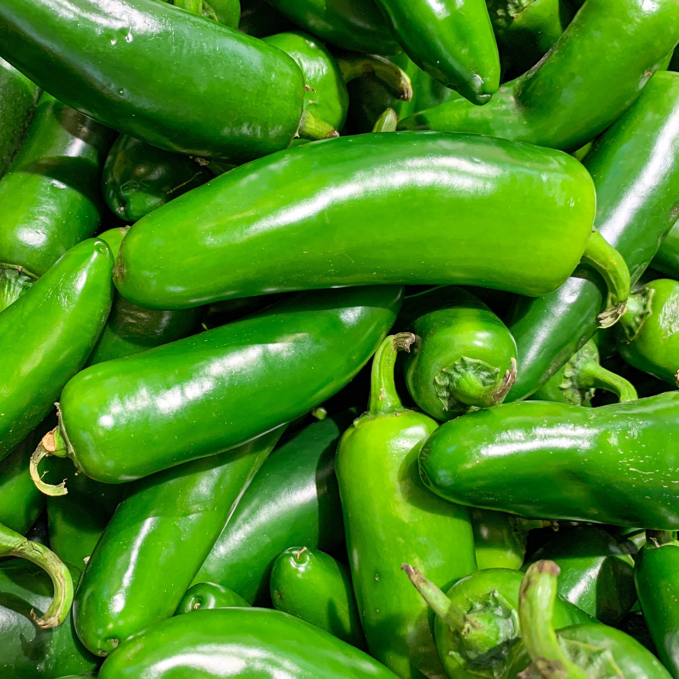 Early Jalapeño Pepper