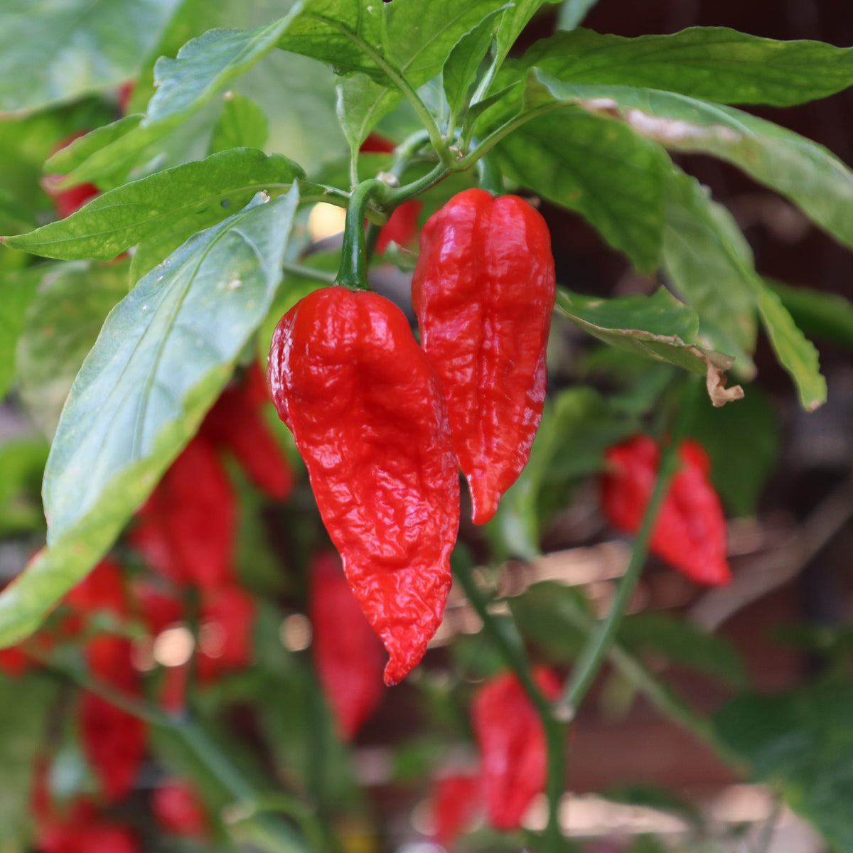 Photo de Piment fort 'Bhut Jolokia'. La couleur caractéristique est : orange à rouge. Les fruits présentent cette forme : ovale allongée. Le visuel permet d'observer les contours, les teintes et la disposition des éléments présentés. Les détails de forme et les contrastes donnent un aperçu de l'apparence de cette plante ou de sa récolte.