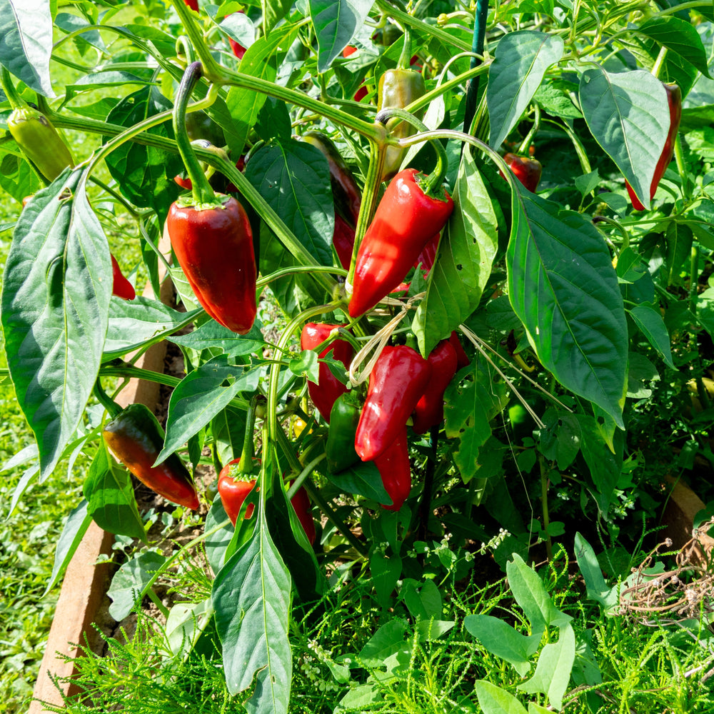 Piment fort 'd'Espelette' bio