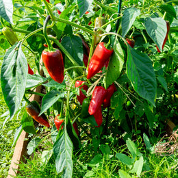 Piment fort 'd'Espelette' bio