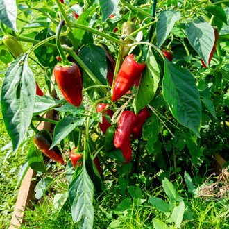 selection of approximately 10 organic Espelette-type 'Gorria' pepper seeds showing a vigorous plant bearing pendant, conical fruit that changes from green to red. The image helps identify this open-pollinated Capsicum annuum with fruity, roasted aromas and progressive heat for warm Canadian gardens, greenhouses, and containers. Fruit colour shows both green and fully ripe red harvest stages.