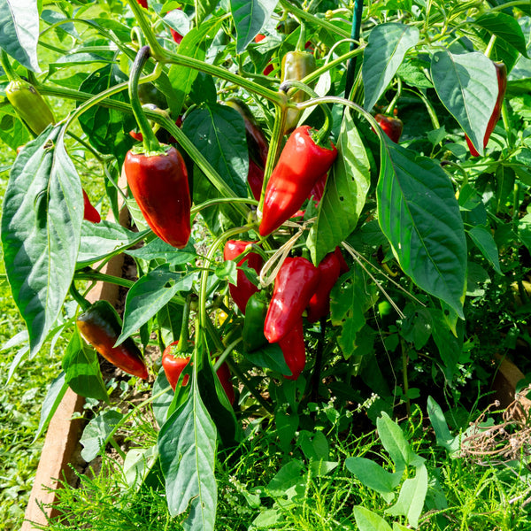 Organic Espelette hot pepper