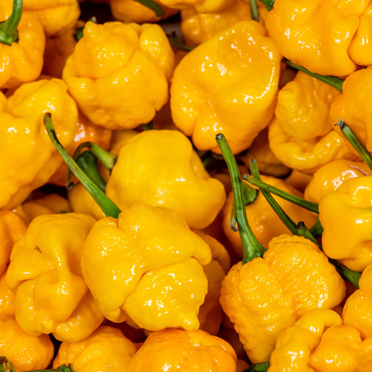 Piment fort ‘Trinidad Scorpion’ jaune bio (Capsicum chinense ‘Trinidad Scorpion Yellow’)