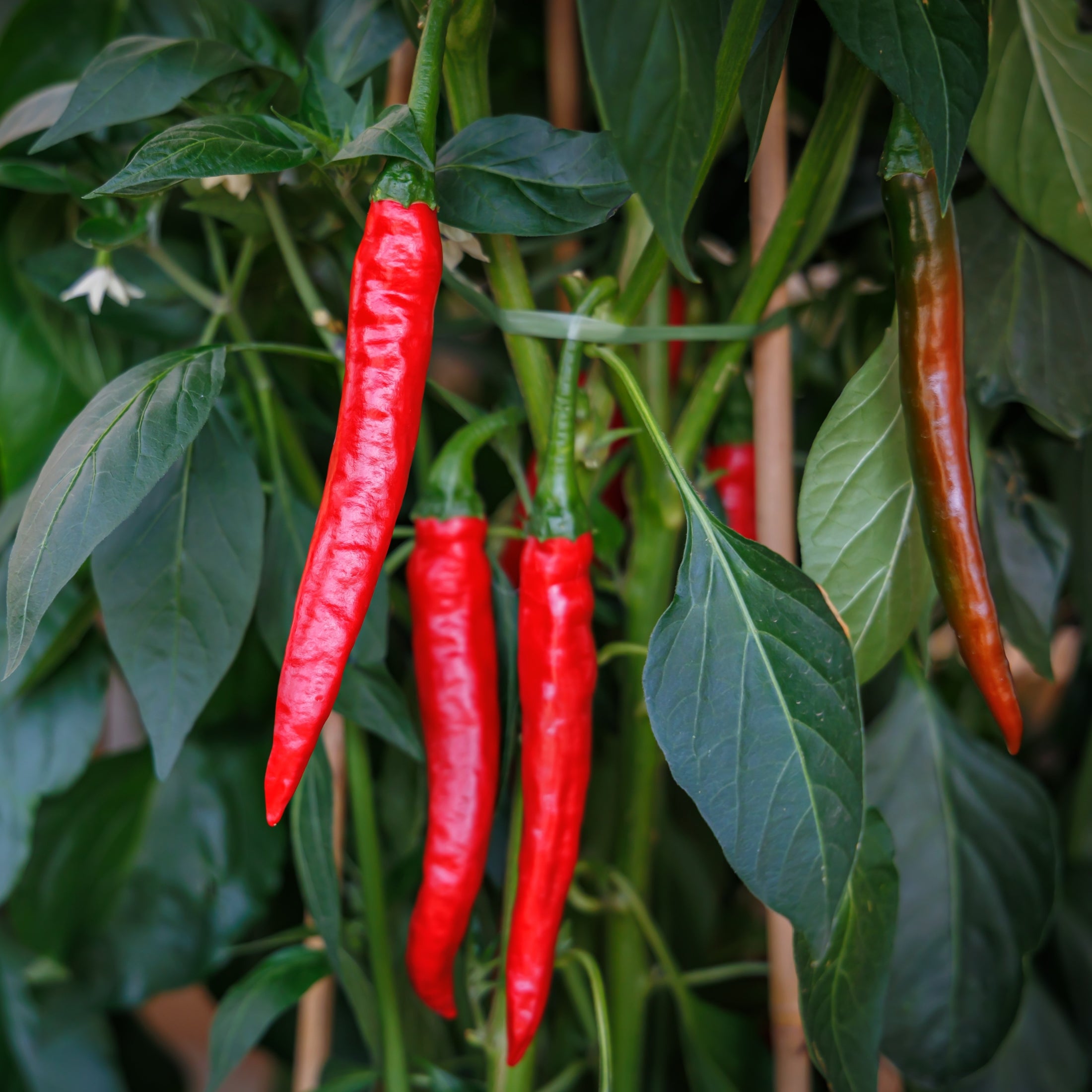 Piment fort 'Cayenne'