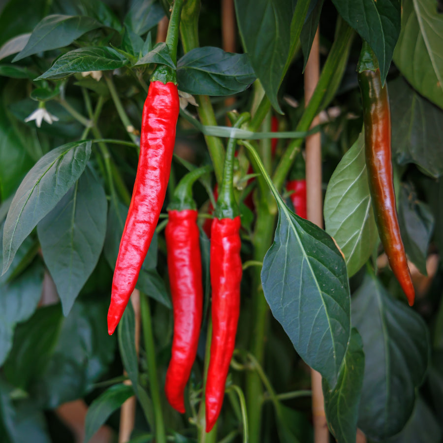 Piment fort 'Cayenne'