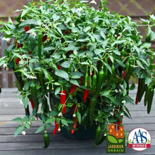 Hot pepper 'Cayennetta' F1 Patio