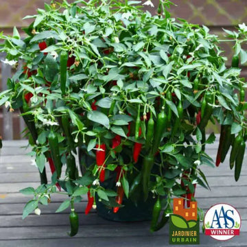 Piment fort 'Cayennetta' F1 Patio