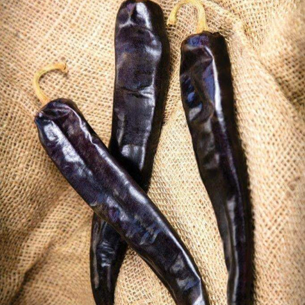 Hot pepper 'Hot Durango'