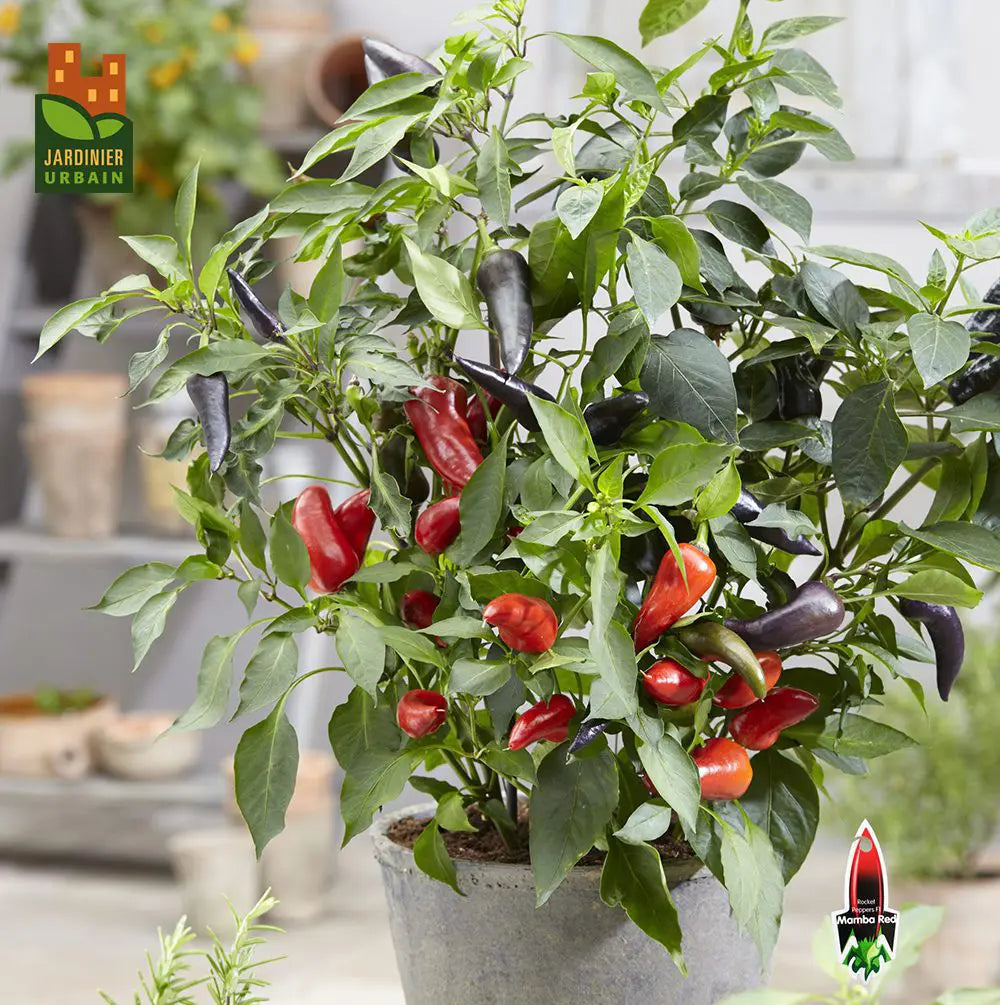 Photo de Piment fort 'Mamba F1' rouge. La couleur caractéristique est : rouge, noir. Les fruits présentent cette forme : conique. Le visuel permet d'observer les contours, les teintes et la disposition des éléments présentés. Les détails de forme et les contrastes donnent un aperçu de l'apparence de cette plante ou de sa récolte.