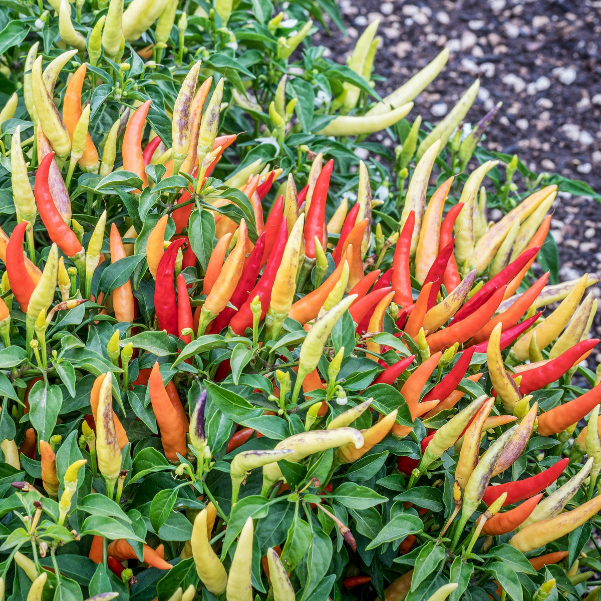 Photographie de Piment fort (Capsicum annuum ‘Basket of Fire’), sélection proposée en semences W.H. Perron. Le visuel présente l’apparence de la plante ou de sa récolte et permet d’en observer les formes et les couleurs. Cette vue illustre les caractéristiques visibles de la sélection, dans une présentation destinée à accompagner son identification et à montrer son intérêt au jardin.
