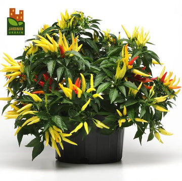 その他 chilli WH Perron Seeds | Hybrid Hot Pepper 'Chilly Chili' – Pépinière.ca