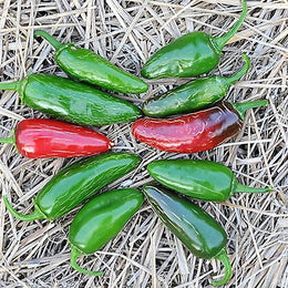 Organic 'Jalapeno Tam' Hot Pepper