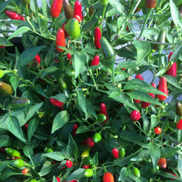 Piment fort 'Thai Hot' bio