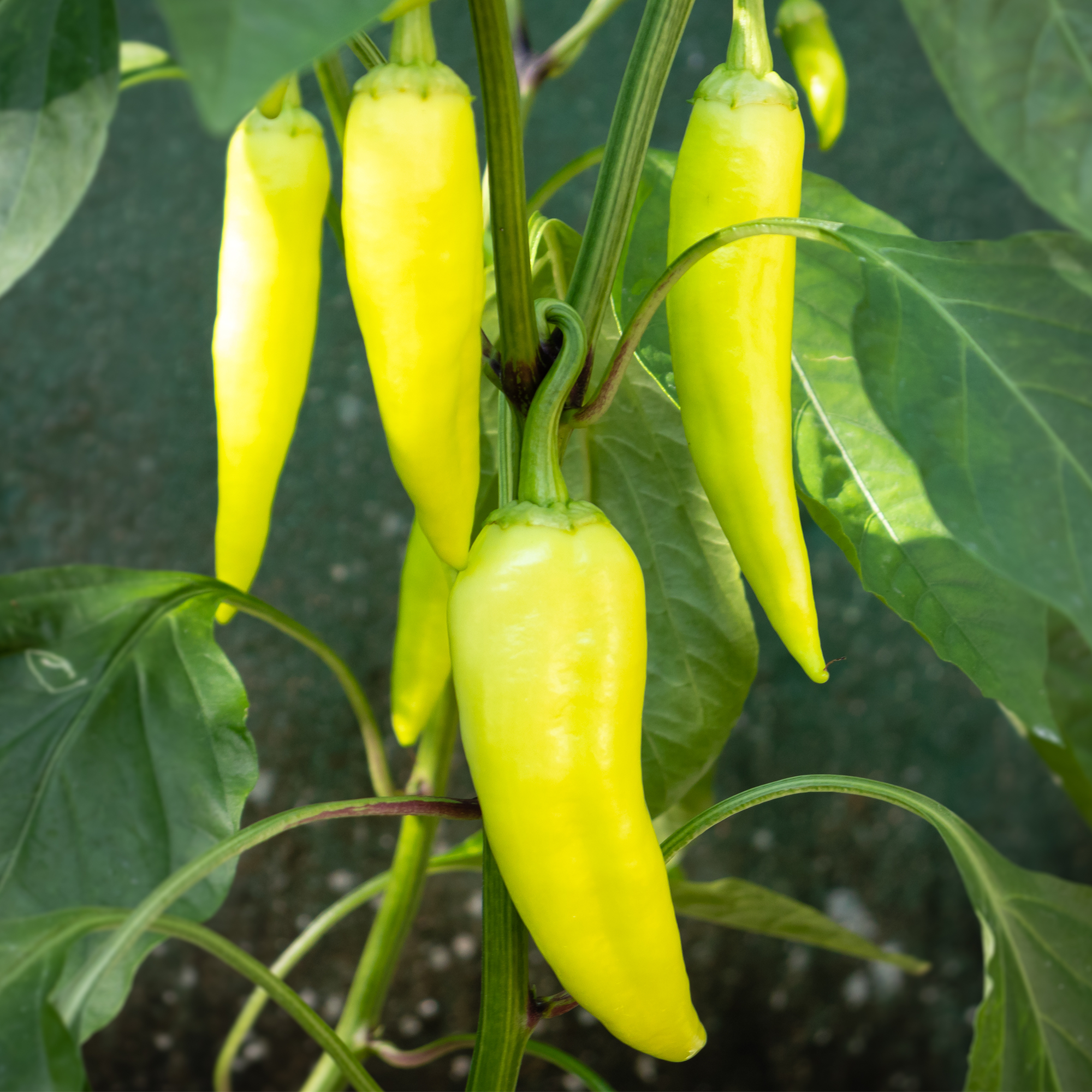 Sweet banana pepper