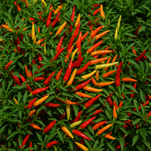 Hot Pepper Basket of Fire