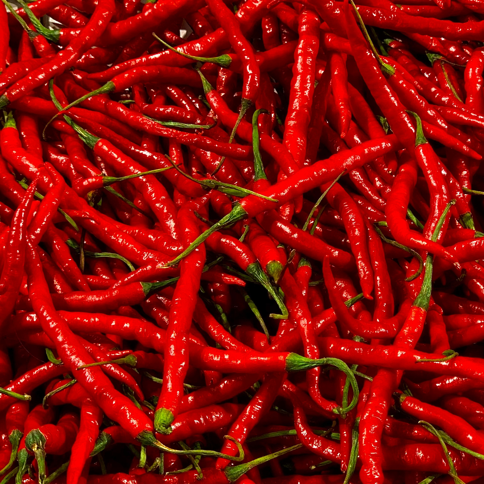 Cajun Belle hot chili pepper