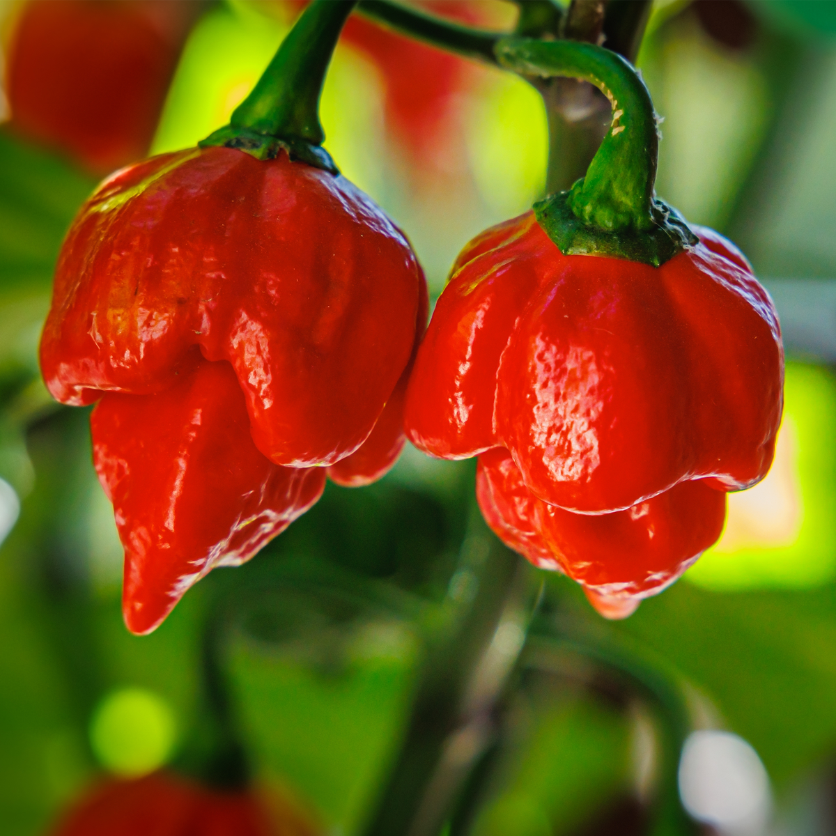 Carolina Reaper Hot Pepper