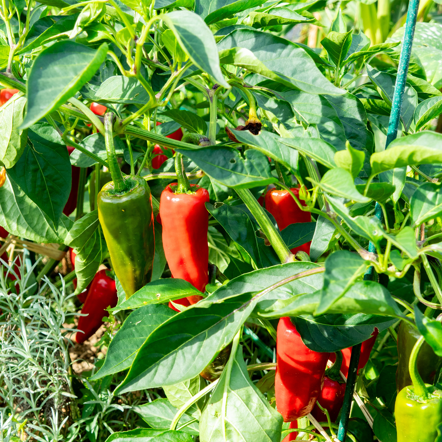 Espelette-type pepper